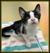 adoptable Cat in Peoria, IL named DIPSY