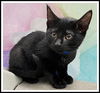adoptable Cat in Peoria, IL named KURTIS