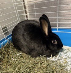adoptable Rabbit in Peoria, IL named HOUDINI