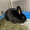 adoptable Rabbit in  named HOUDINI