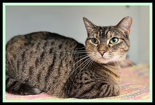 adoptable Cat in Peoria, IL named JENGA
