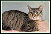 adoptable Cat in Peoria, IL named JENGA