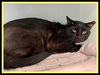 adoptable Cat in Peoria, IL named TOES