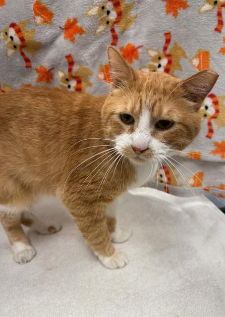 adoptable Cat in Peoria, IL named MOOSE