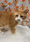 adoptable Cat in , IL named MOOSE