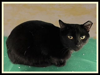 adoptable Cat in Peoria, IL named HARRIET
