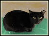 adoptable Cat in , IL named HARRIET