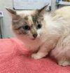 adoptable Cat in  named ATLANTIC