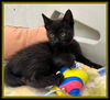adoptable Cat in , IL named FUDGE BROWNIE