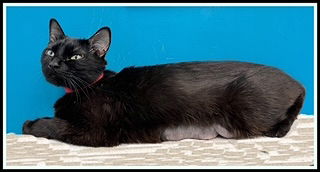 adoptable Cat in Peoria, IL named ROO