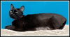 adoptable Cat in , IL named ROO
