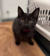 adoptable Cat in , IL named JULES