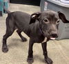 adoptable Dog in  named MIDWEEK