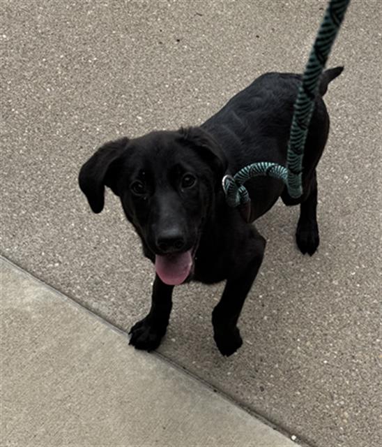 adoptable Dog in Peoria, IL named SPUTNIK