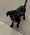 adoptable Dog in  named SPUTNIK