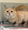 adoptable Cat in  named LUX