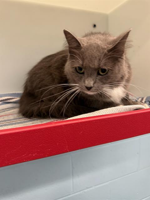adoptable Cat in Peoria, IL named FREYA