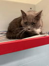 adoptable Cat in  named FREYA