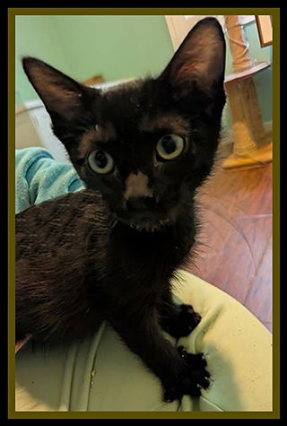 adoptable Cat in Peoria, IL named GAIA