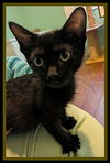 adoptable Cat in , IL named GAIA