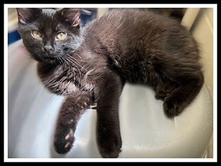 adoptable Cat in Peoria, IL named ARCHER