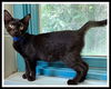 adoptable Cat in , IL named CYRUS