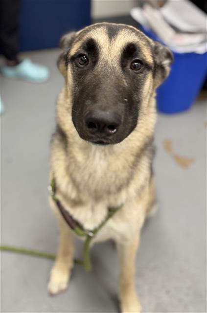 adoptable Dog in Peoria, IL named FUNNY BONE