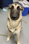 adoptable Dog in  named FUNNY BONE