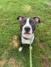 adoptable Dog in  named INIGO MONTOYA