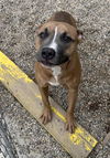 adoptable Dog in  named RAZZLE DAZZLE