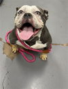 adoptable Dog in  named BLEP