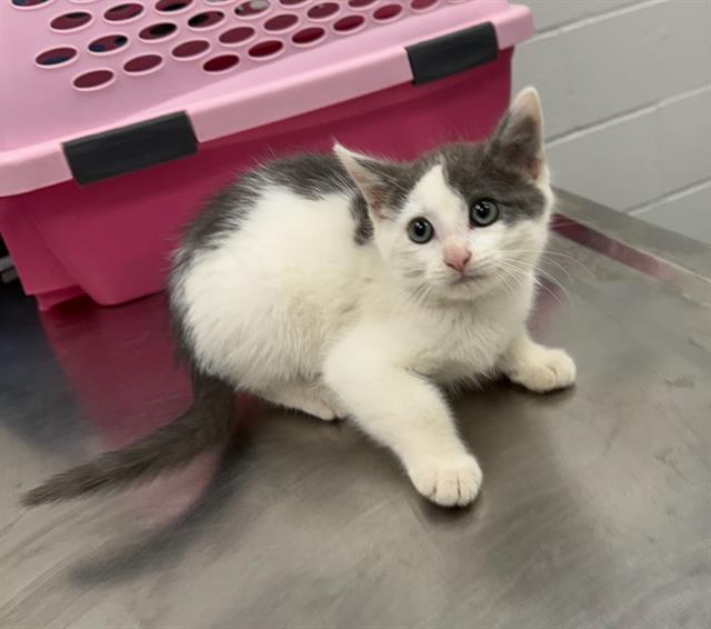 adoptable Cat in Peoria, IL named THEODORIC