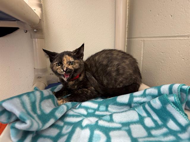 adoptable Cat in Peoria, IL named SPICY POTATO TACO