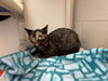 adoptable Cat in , IL named SPICY POTATO TACO