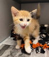 adoptable Cat in  named CRUNCHWRAP SUPREME