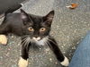 adoptable Cat in  named OLIVIA
