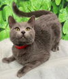 adoptable Cat in , IL named HUGS