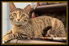 adoptable Cat in , IL named MOTH