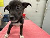 adoptable Dog in  named PANCHO