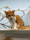 adoptable Cat in  named AZUL