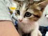 adoptable Cat in Peoria, IL named ICE CREAM SHACK