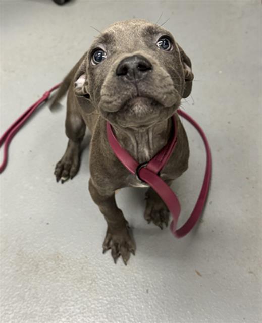 adoptable Dog in Peoria, IL named BIN