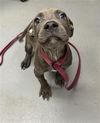 adoptable Dog in Peoria, IL named BIN