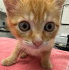 adoptable Cat in Peoria, IL named DREAM HUT