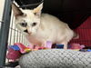 adoptable Cat in Peoria, IL named ANGEL