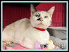 adoptable Cat in , IL named ANGEL