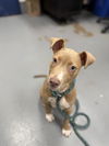 adoptable Dog in Peoria, IL named JUNIPER QUINN