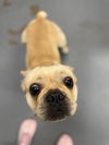 adoptable Dog in Peoria, IL named MELLOW