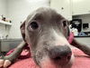 adoptable Dog in Peoria, IL named RECYCLE