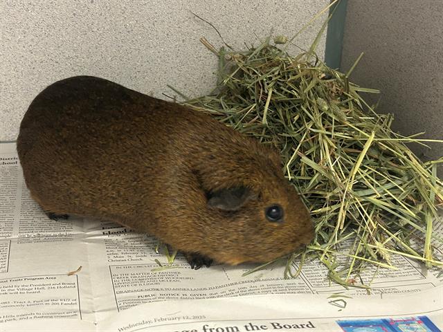 adoptable Guinea Pig in Peoria, IL named WILKS